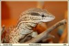 Gekko album