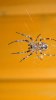 spider