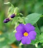 Botanicka