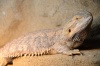 Agama