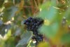 vino