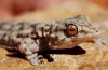 Tarentola boehmei