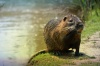 nutrie a spol.