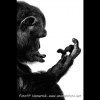 Fotoalbum animalsfoto