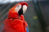 Fauna