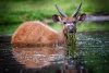 Sitatunga západoafrická
